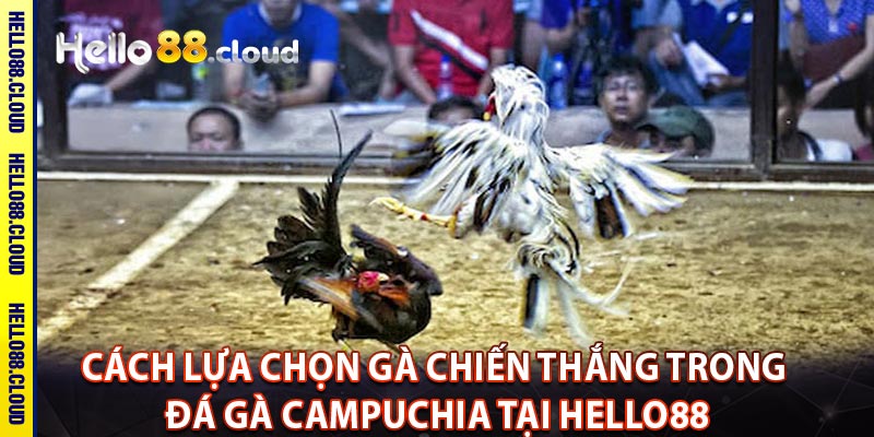 Cách lựa chọn gà chiến thắng trong đá gà Campuchia tại Hello88