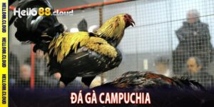 Đá gà Campuchia
